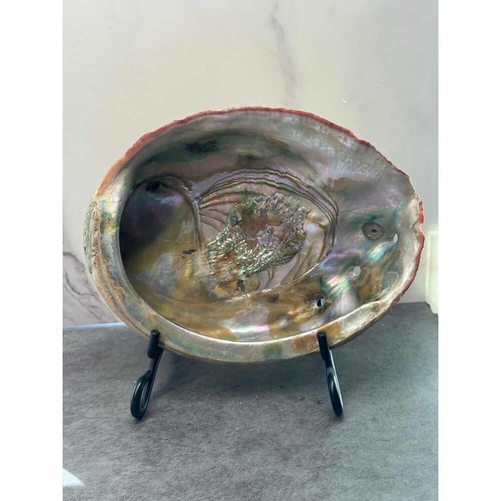 Abalone Mother of Pearl Shell 7x6x2 - Picture 3 of 9